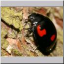 Exochomus quadripustulatus - Vierfleckiger Kugelmarienkaefer 06.jpg